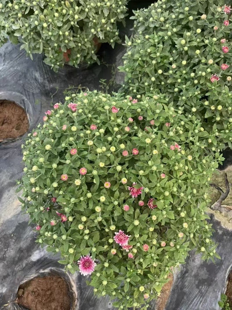 菊花球菊大量供应产地直发量大优惠品质保证可视频看货