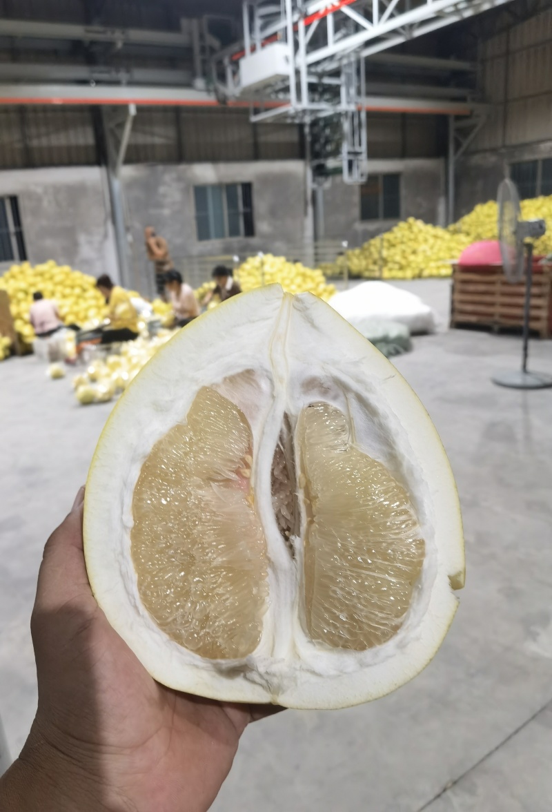 [实力供应]福建平和.（正宗琯溪蜜柚）白肉蜜柚