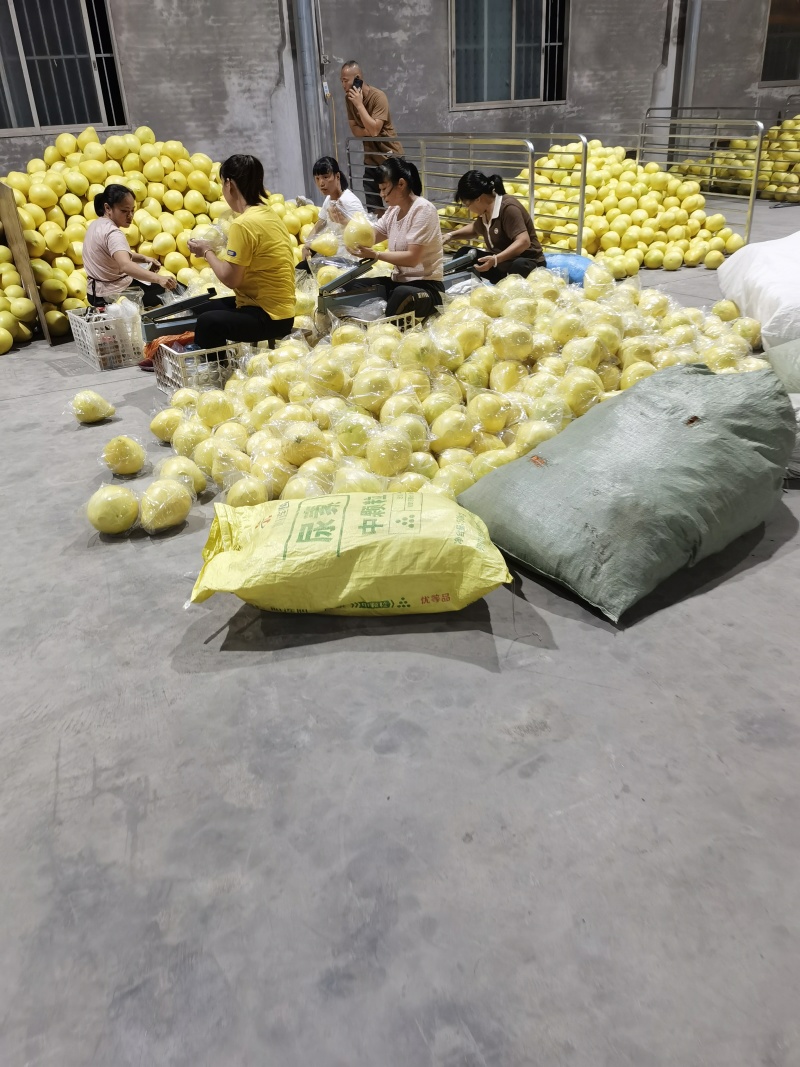 [实力供应]福建平和.（正宗琯溪蜜柚）白肉蜜柚
