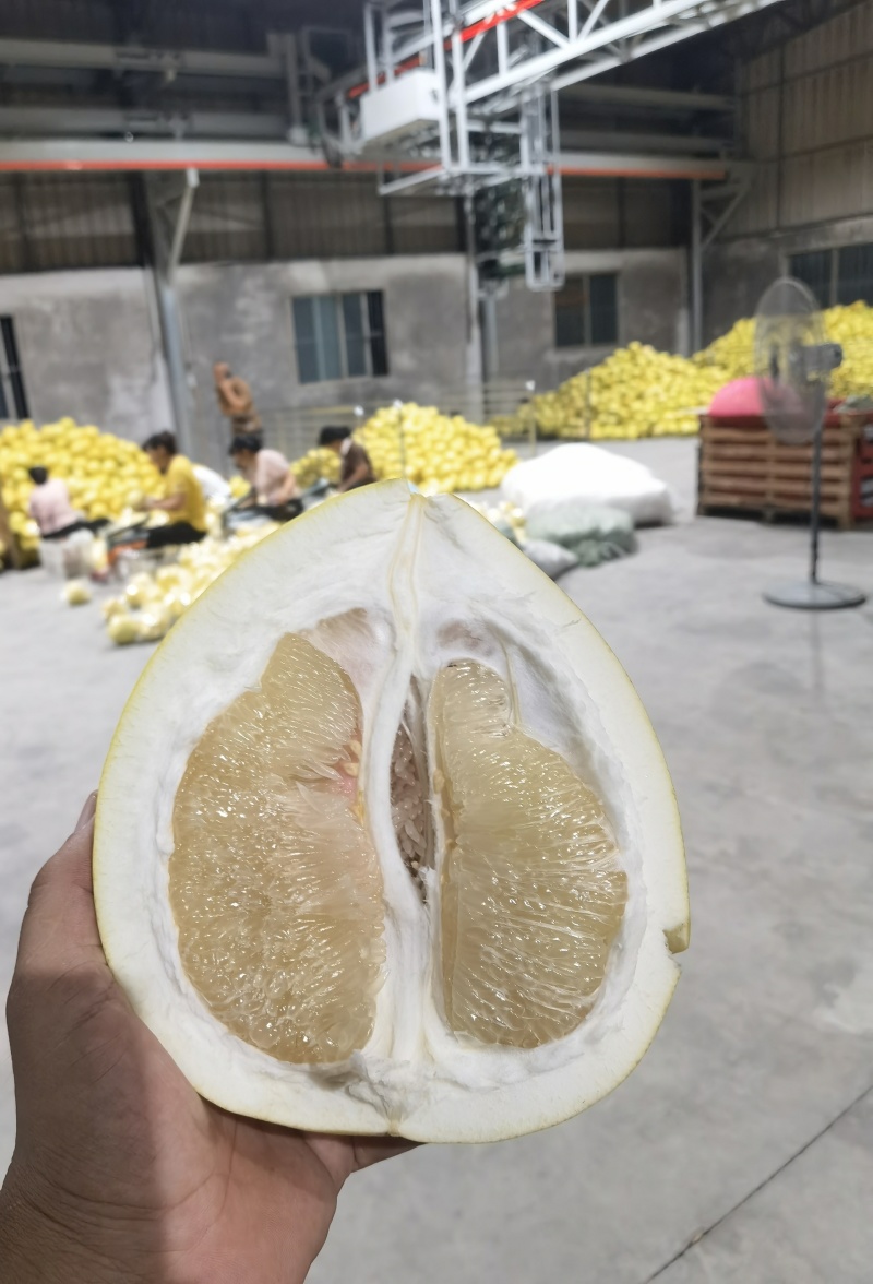 [实力供应]福建平和.（正宗琯溪蜜柚）白肉蜜柚