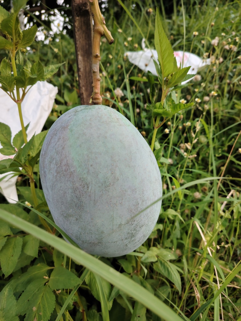 攀枝花芒果