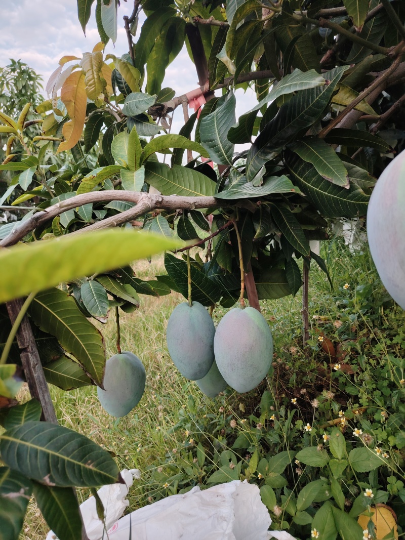 攀枝花芒果