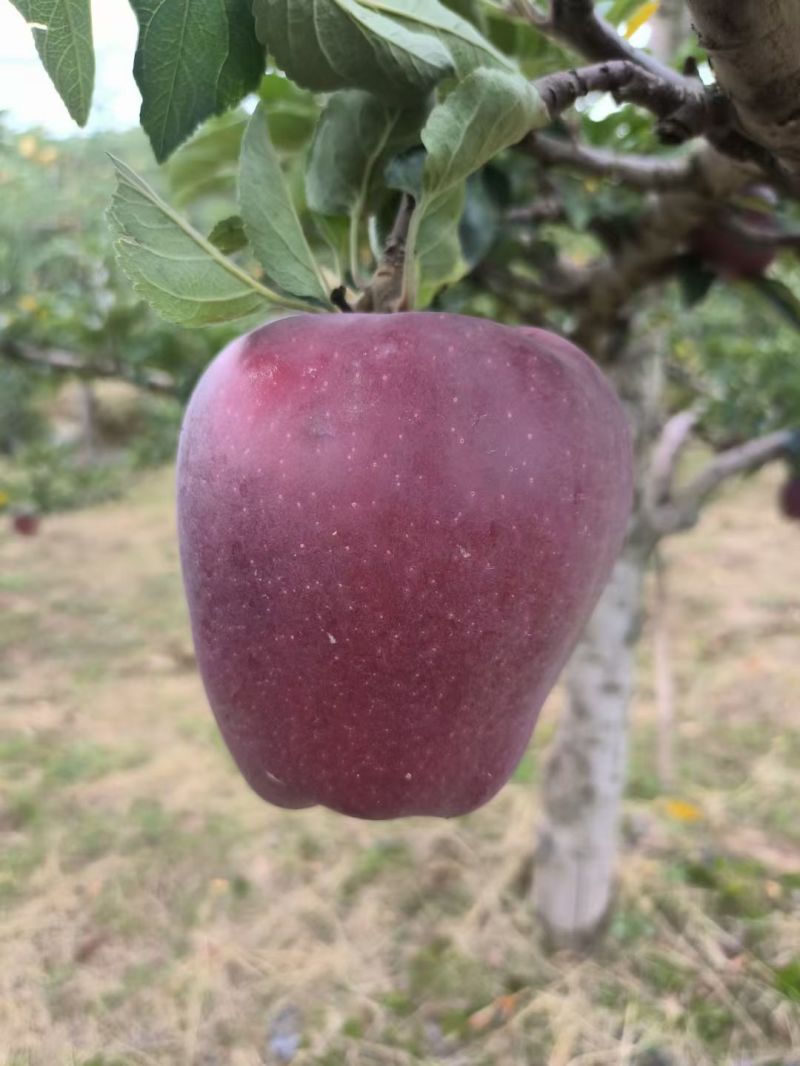 精品花牛苹果
