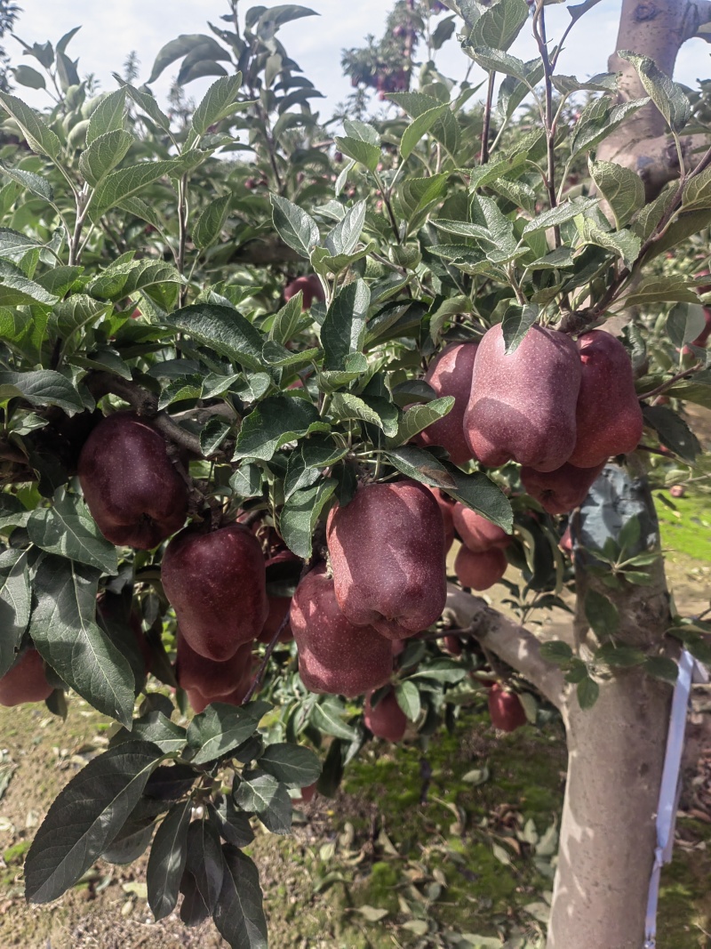 精品花牛苹果