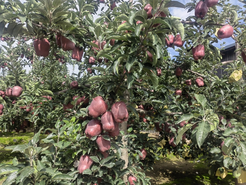 精品花牛苹果