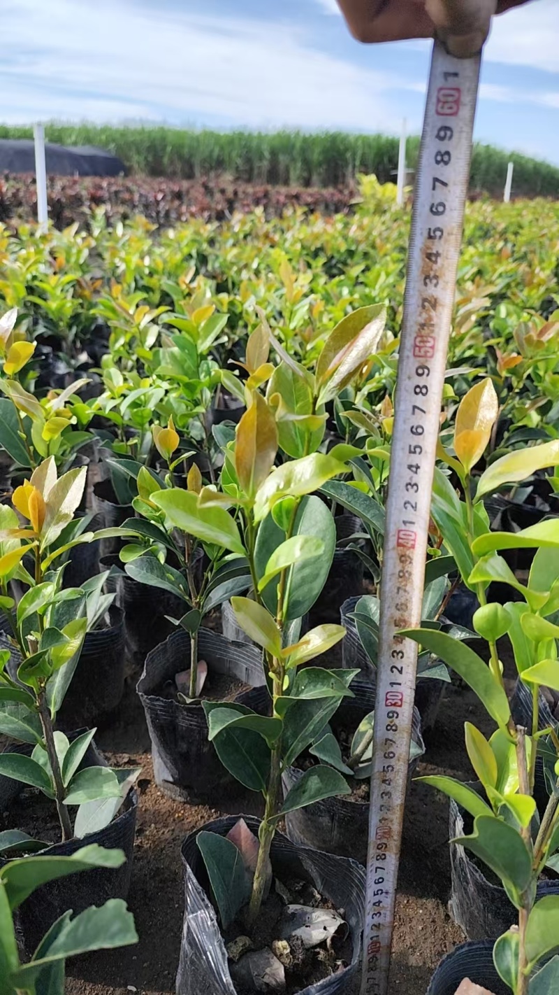 四季茶花小盆栽