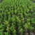 四季茶花小盆栽