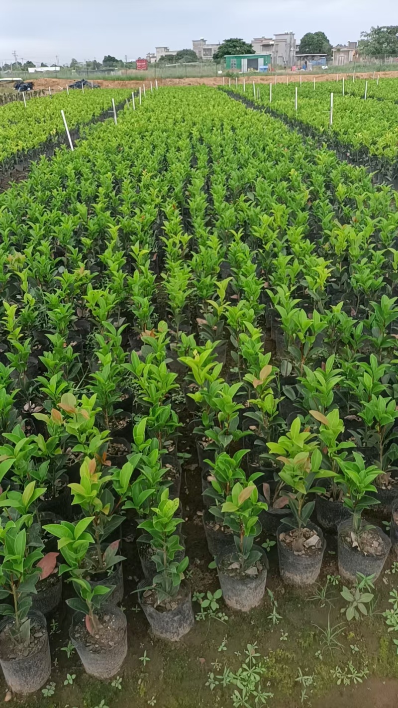 四季茶花小盆栽