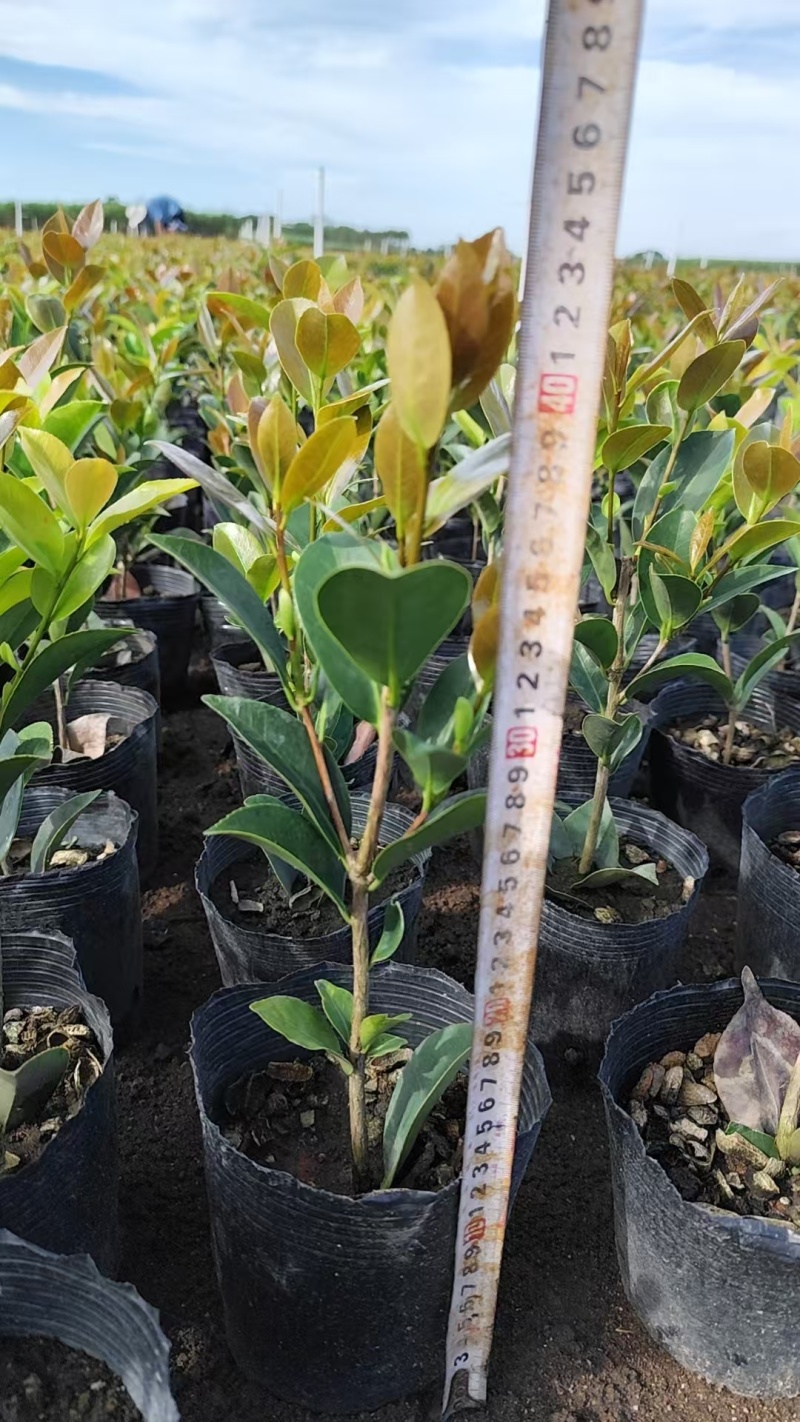 四季茶花小盆栽