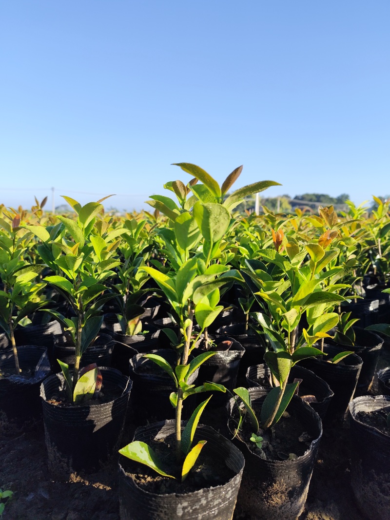 四季茶花小盆栽