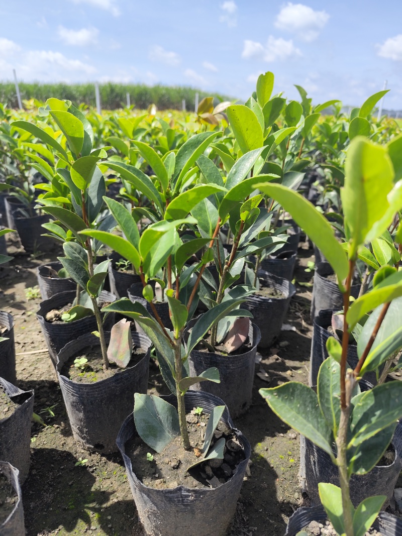 四季茶花小盆栽