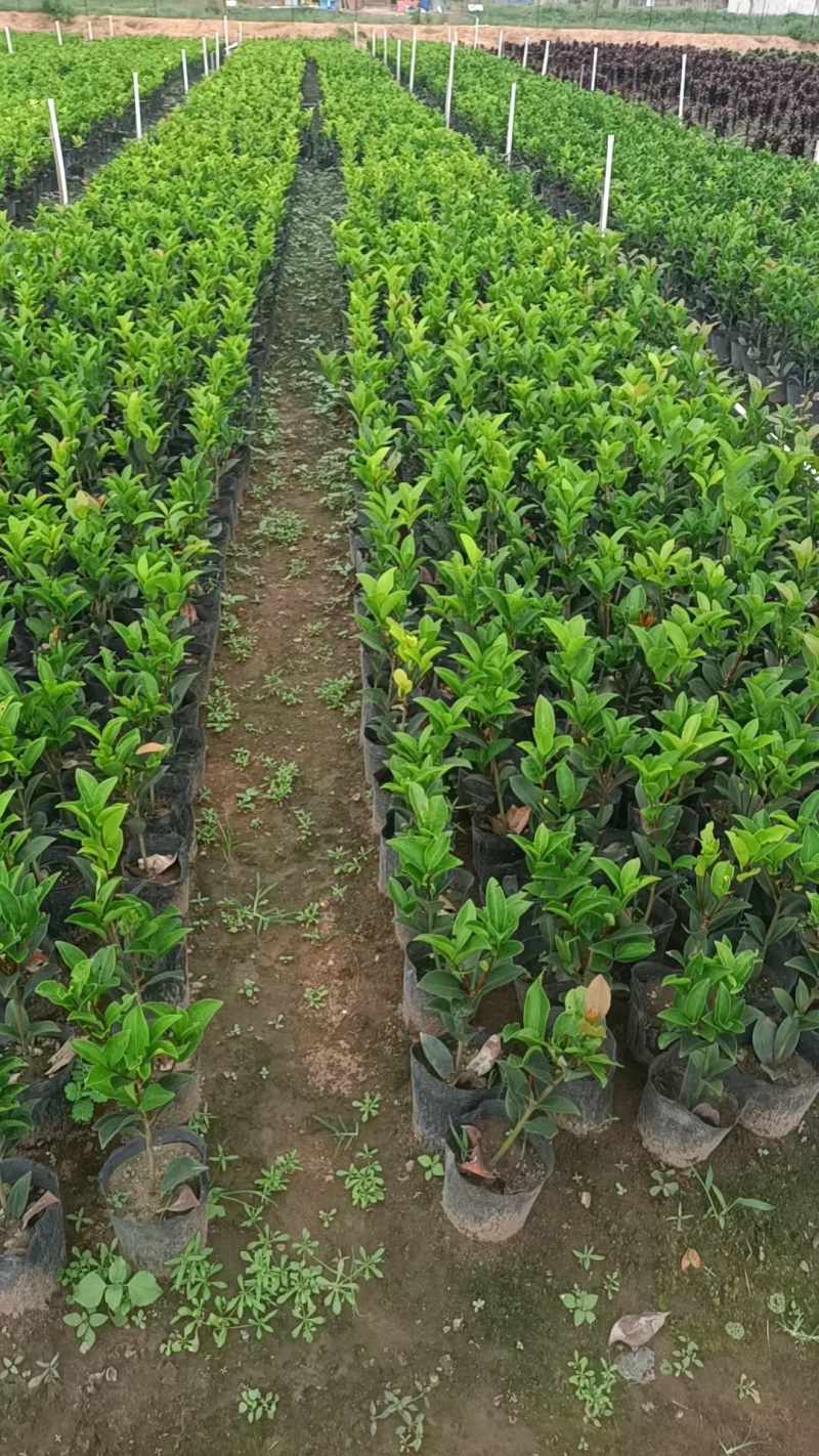 四季茶花小盆栽
