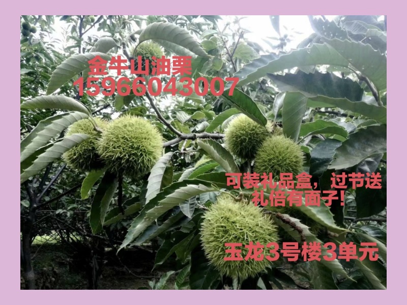 金牛山油栗