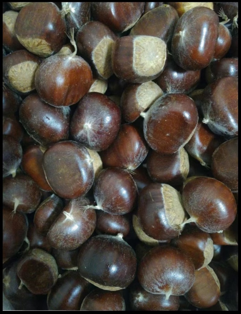 金牛山油栗
