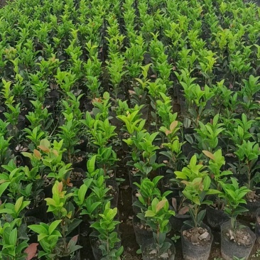 四季茶花小盆栽