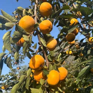 巧克力脆柿陕西阳丰脆柿甜柿已大量上市供应欢迎来电咨询洽谈