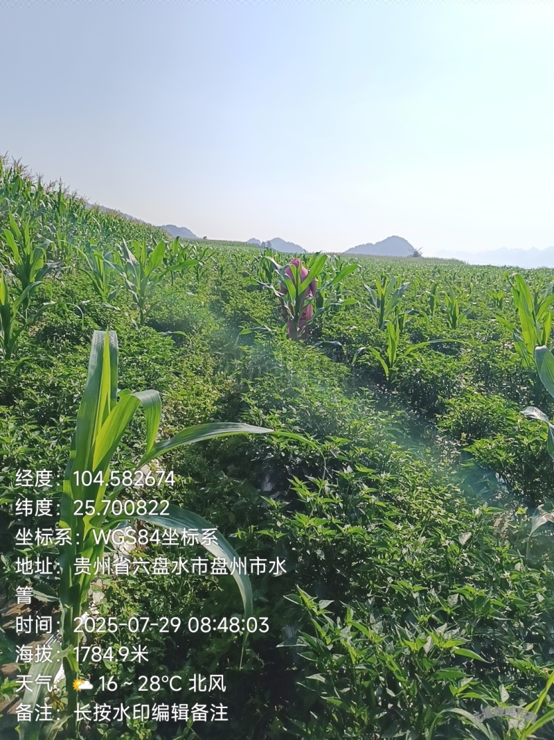 艳椒
