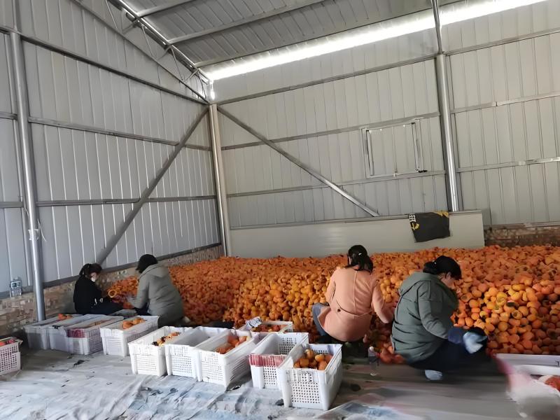巧克力脆柿陕西阳丰脆柿甜柿已大量上市供应欢迎来电咨询洽谈