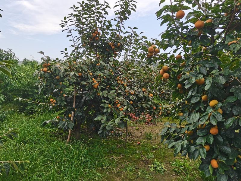 巧克力脆柿陕西阳丰脆柿甜柿已大量上市供应欢迎来电咨询洽谈