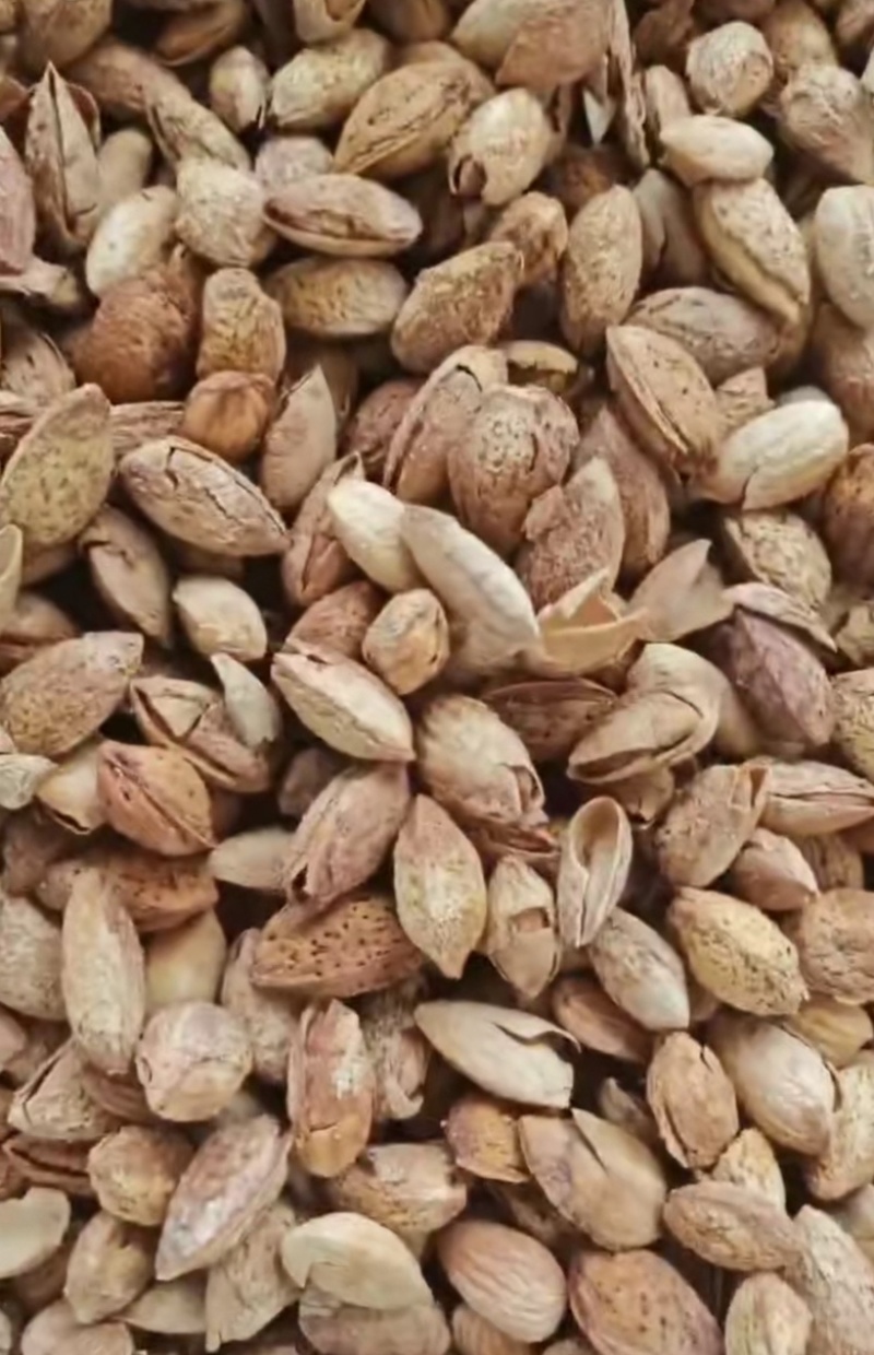 巴旦木坚果干果纸皮巴旦木坚果源头工厂