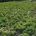 产地直销百亩香菜量大从优可视频看货对接全国电商市场商超