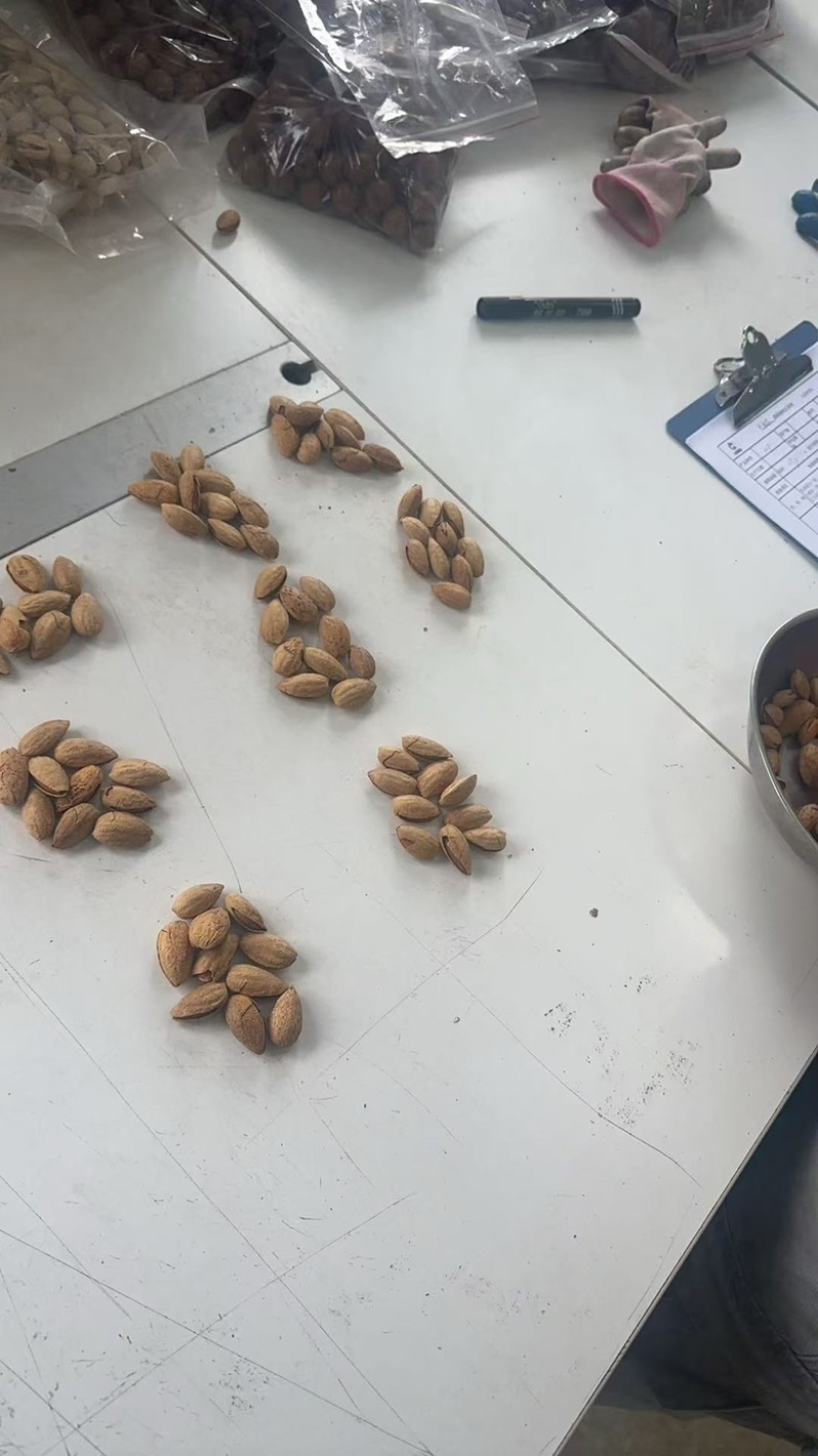 巴旦木坚果干果纸皮巴旦木坚果源头工厂