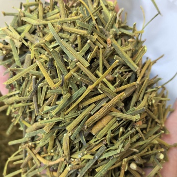 新货枫树寄生桑寄生枫木寄生干品