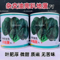 杂交油亮趴地菠菜种子无苦味耐寒圆叶笨菠菜种籽甜菠菜种子