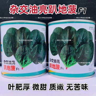 杂交油亮趴地菠菜种子无苦味耐寒圆叶笨菠菜种籽甜菠菜种子