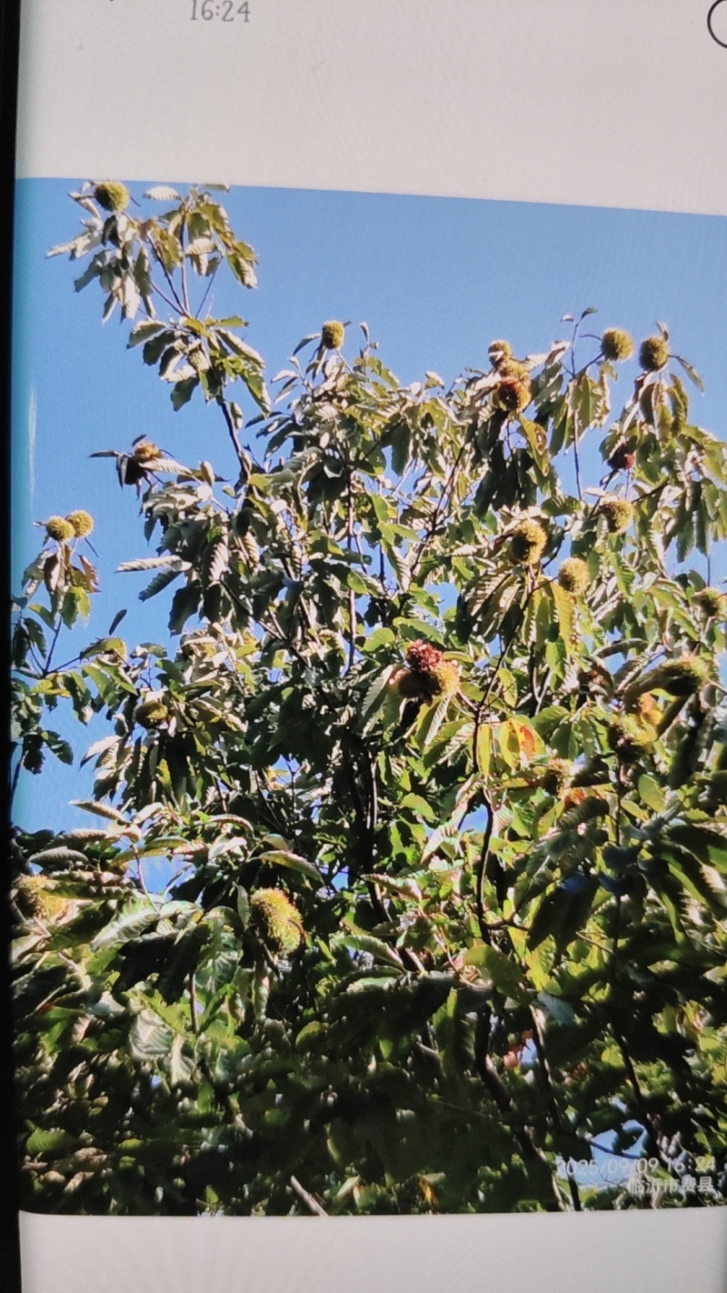 沂蒙山板栗，无农药化肥添加剂