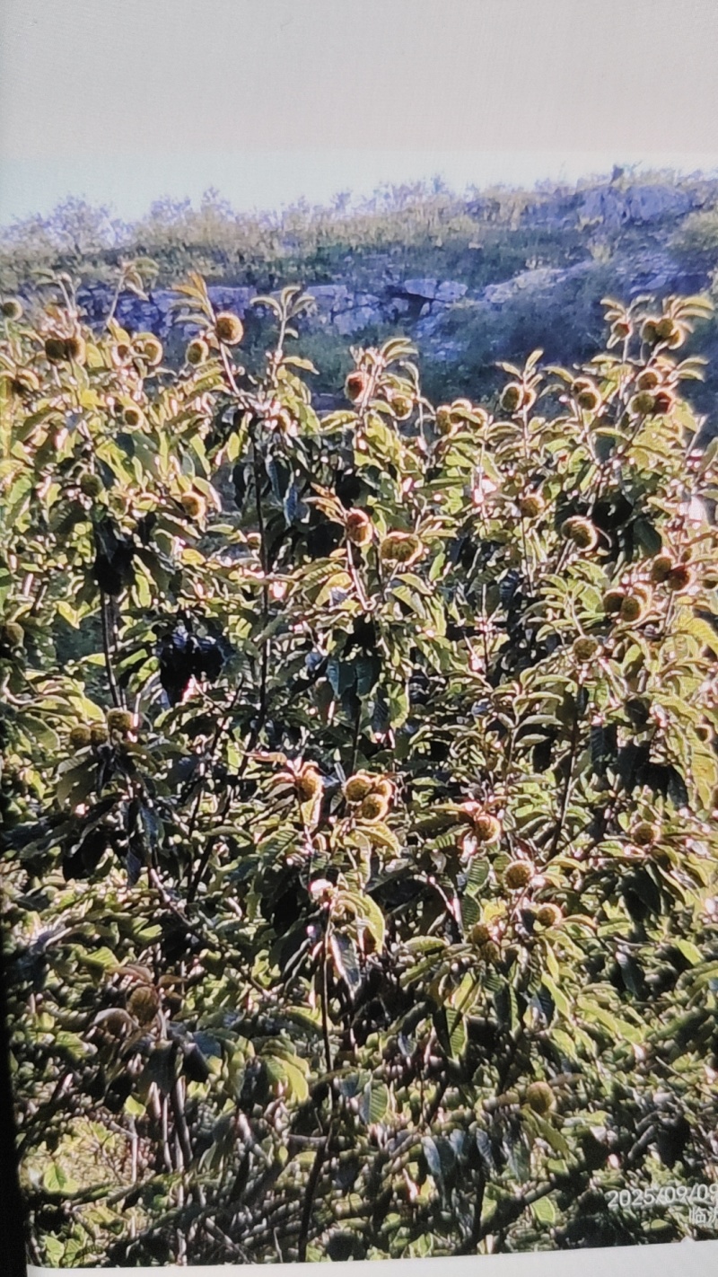 沂蒙山板栗，无农药化肥添加剂