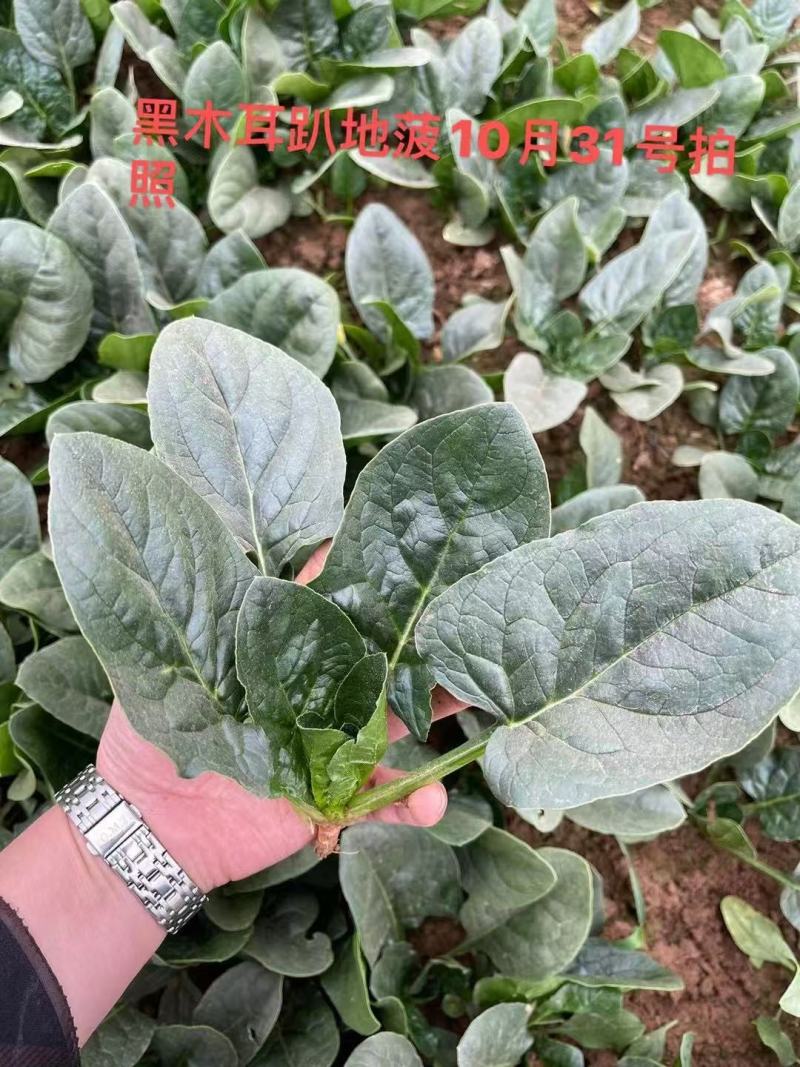 杂交油亮趴地菠菜种子无苦味耐寒圆叶笨菠菜种籽甜菠菜种子