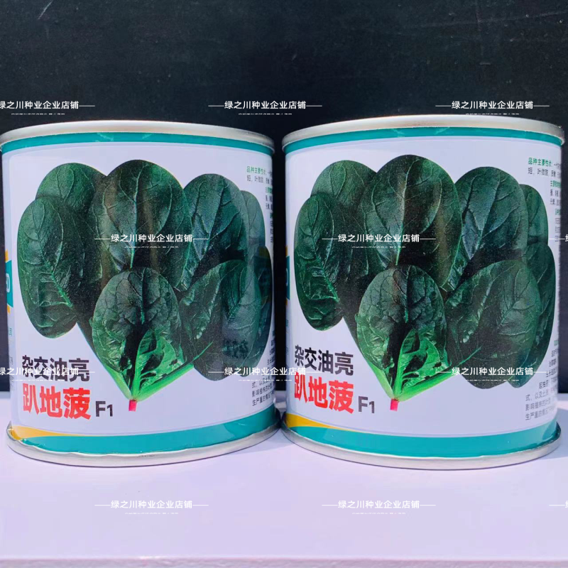 杂交油亮趴地菠菜种子无苦味耐寒圆叶笨菠菜种籽甜菠菜种子