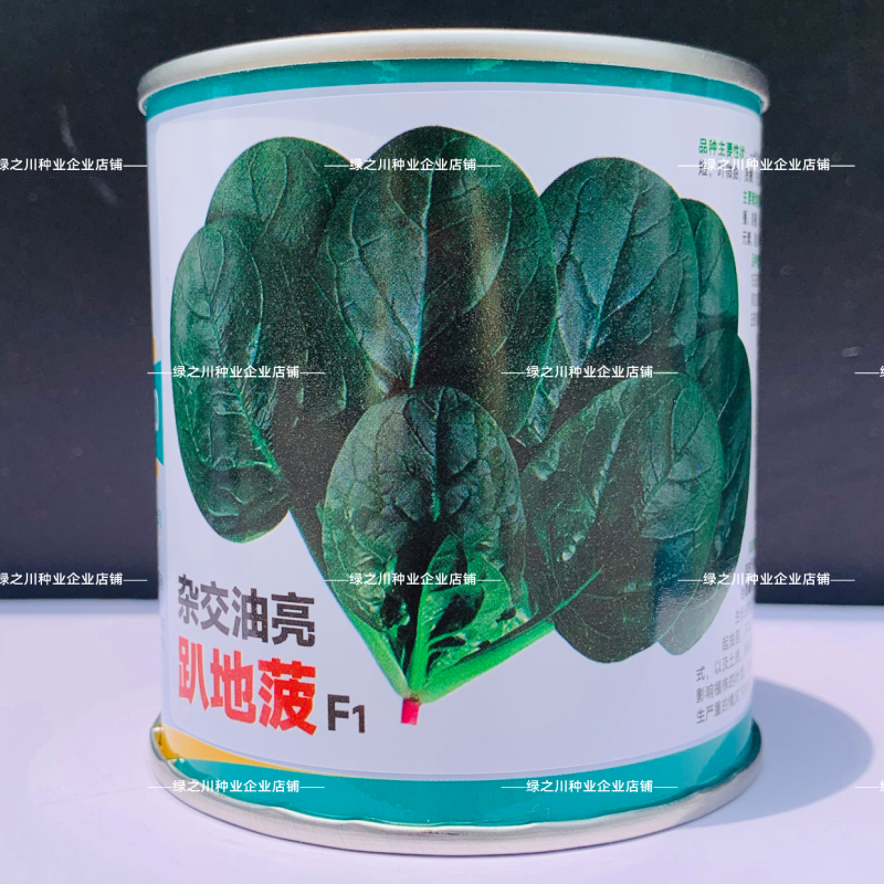 杂交油亮趴地菠菜种子无苦味耐寒圆叶笨菠菜种籽甜菠菜种子