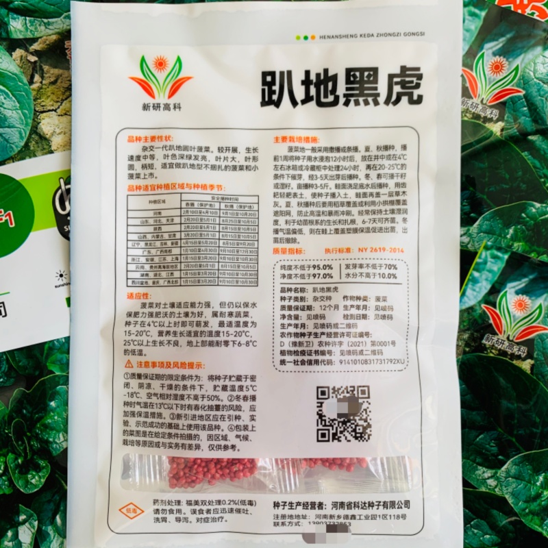 杂交油亮趴地菠菜种子无苦味耐寒圆叶笨菠菜种籽甜菠菜种子