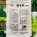 杂交油亮趴地菠菜种子无苦味耐寒圆叶笨菠菜种籽甜菠菜种子