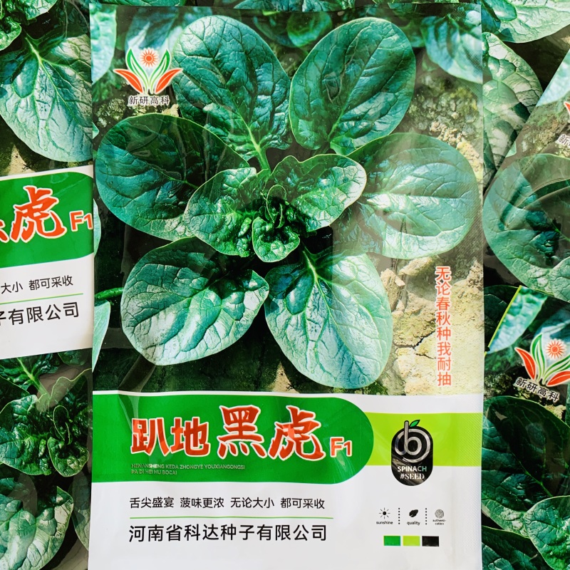 杂交油亮趴地菠菜种子无苦味耐寒圆叶笨菠菜种籽甜菠菜种子