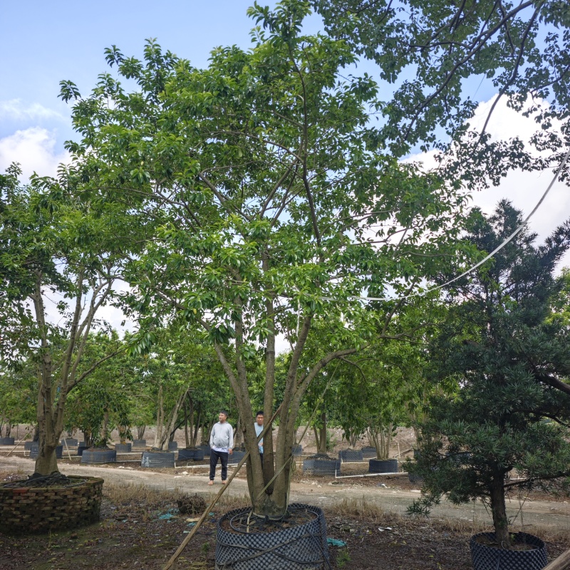 2509基地长期供应多杆丛生铁冬青红果冬青
