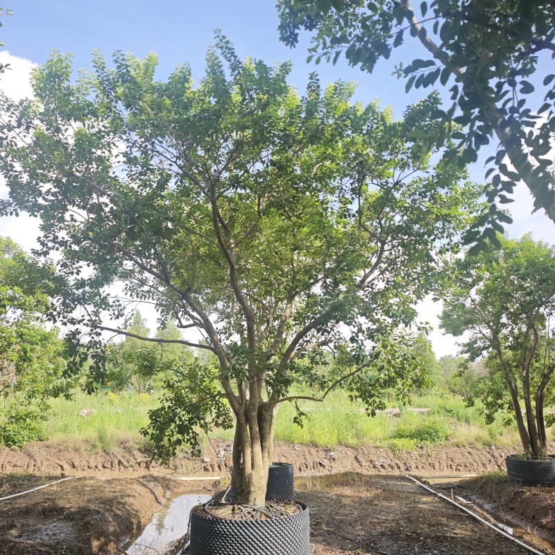 2509基地长期供应多杆丛生铁冬青红果冬青