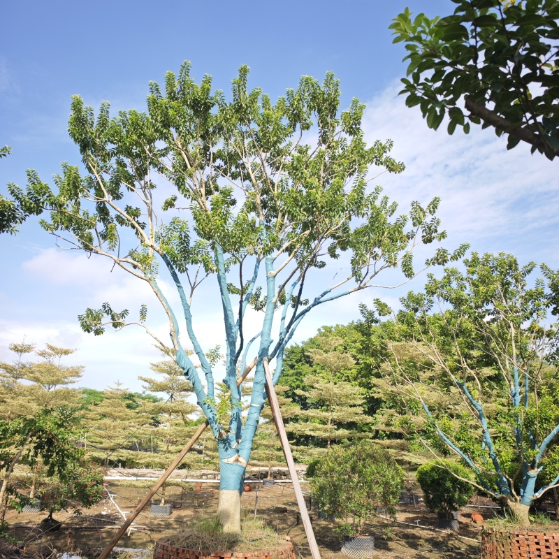 2509基地长期供应多杆丛生铁冬青红果冬青