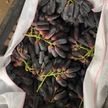 蓝宝石处理三千斤，3.5一斤，速度了