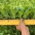 德高117大白菜苗
