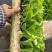 德高117大白菜苗