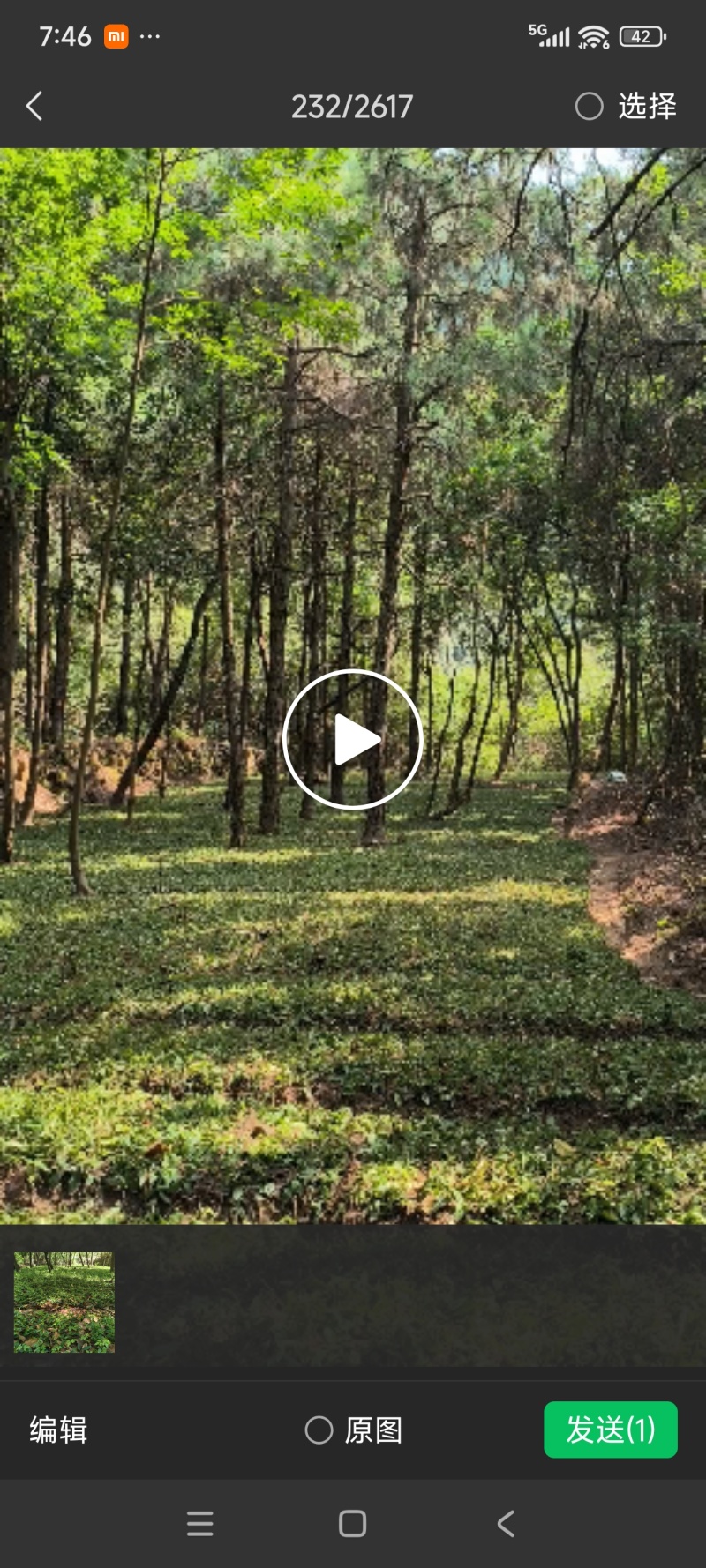 正宗小叶紫藤三叶青产地育苗，采用母本藤育苗，基地直销