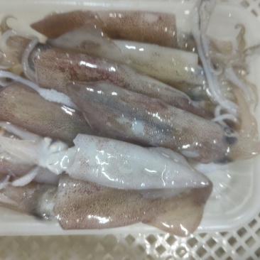 去肚小鱿鱼