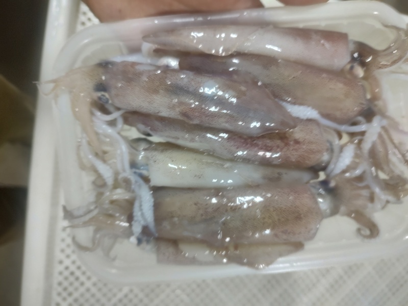 去肚小鱿鱼