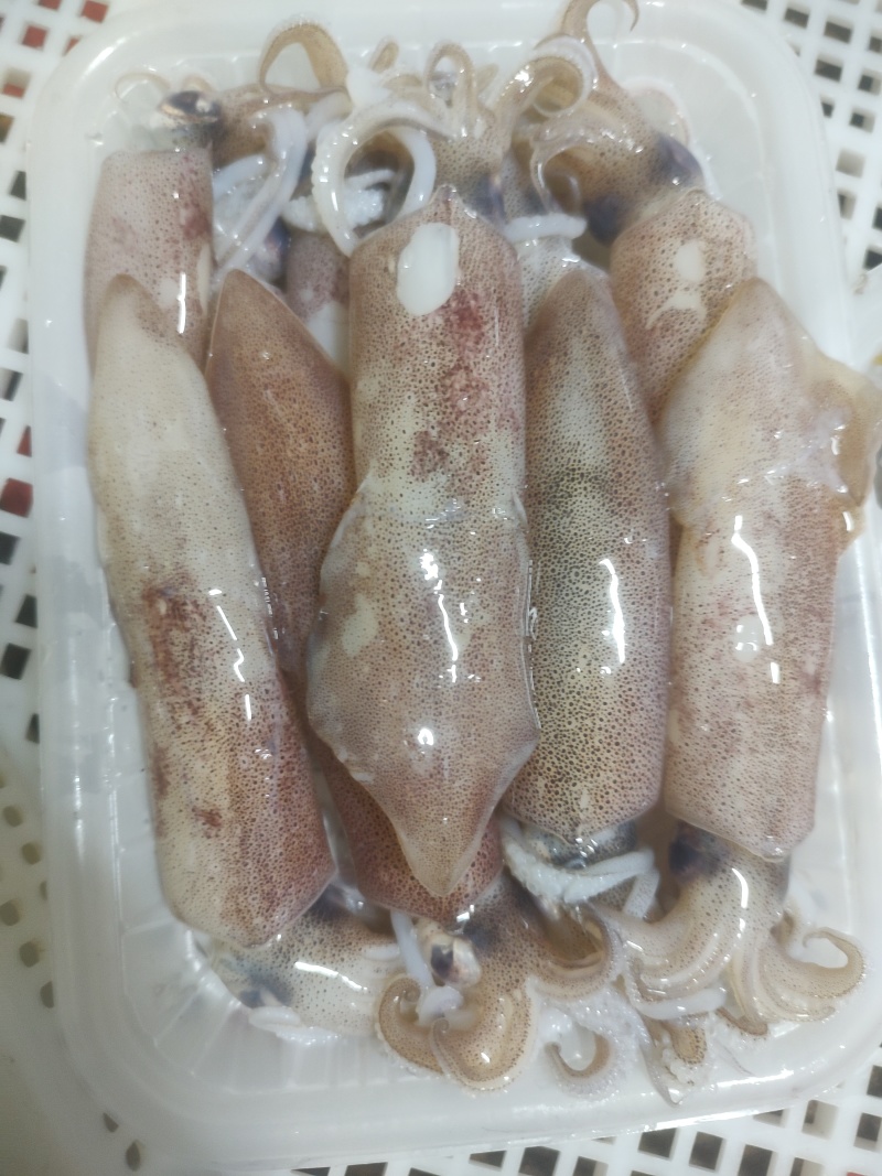 去肚小鱿鱼