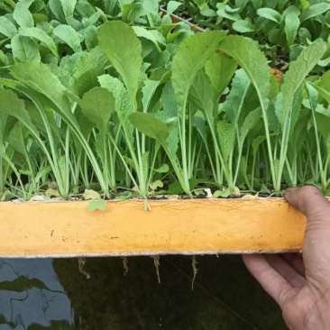 五叶青和粉杆青菜苗