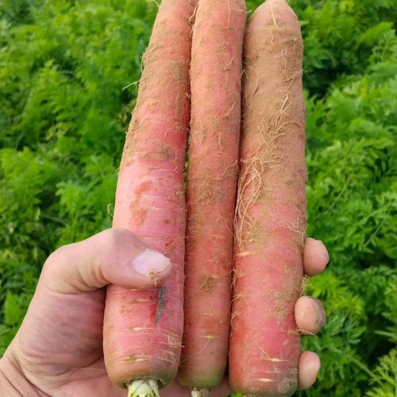 秤杆红胡萝卜