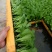 青麻叶白菜苗